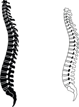 Human spine anatomy silhouette and line art