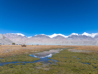 Fototapeta premium wetland meadow under snow mountains in pamir plateau