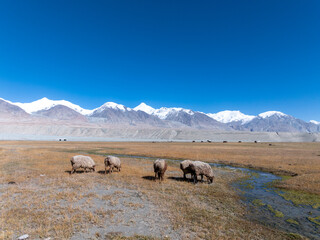 Fototapeta premium sheep grazing on grassland under snow mountains in pamir plateau