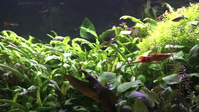 Planted aquarium with tropical fish swimming through lush green