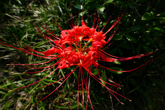 Top view close up of red spider lily lycoris radiata bloom in green foliage