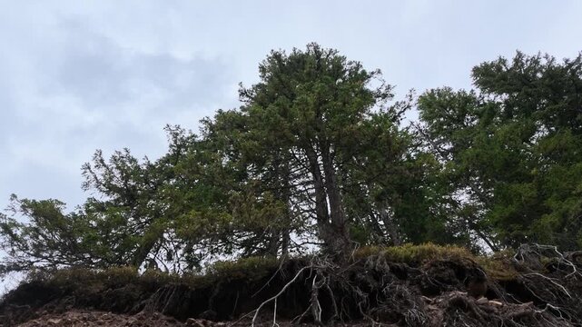 tall coniferous tree with dense green foliage and exposed roots beneath a cloudy sky video