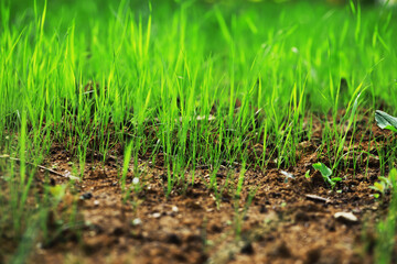 Fototapeta premium Fresh Green Grass Growing in Fertile Soil Symbolizing Spring and New Beginnings