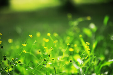 Fototapeta premium Serene Meadow with Vibrant Yellow Wildflowers Under Warm Sunlight in Spring
