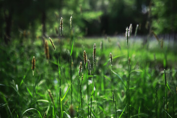 Fototapeta premium Serene Meadow with Sunlit Grass Stalks Igniting a Peaceful Morning in Nature