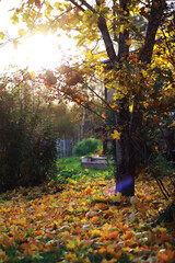 Fototapeta premium Beautiful autumn park. Russian North. Autumn trees and leaves. Autumn Landscape.Park in Autumn. Forest in Autumn.