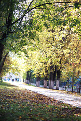 Fototapeta premium Beautiful autumn park. Russian North. Autumn trees and leaves. Autumn Landscape.Park in Autumn. Forest in Autumn.