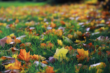 Fototapeta premium Beautiful autumn park. Russian North. Autumn trees and leaves. Autumn Landscape.Park in Autumn. Forest in Autumn.
