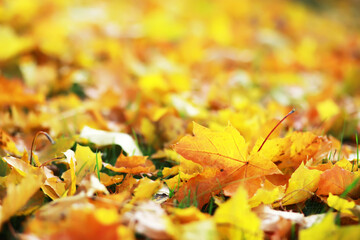 Fototapeta premium city park without people on an autumn day, bright rays of the sun shine through the crowns of maple trees