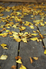 Fototapeta premium Golden Autumn Leaves Scattered on Rustic Wooden Pathway