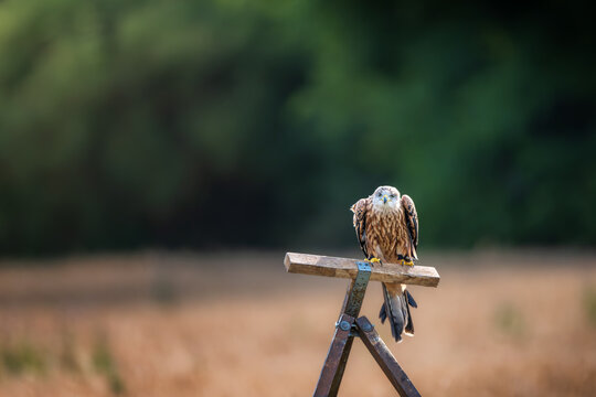 A red kite Milvus milvus bird of prey perched on a wooden t-shaped stand in a field with a blurred green forest background during sunset light.
