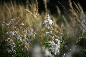 Naklejka premium Field of Wispy Wildflowers and Tall Grass in Sunlit Meadows