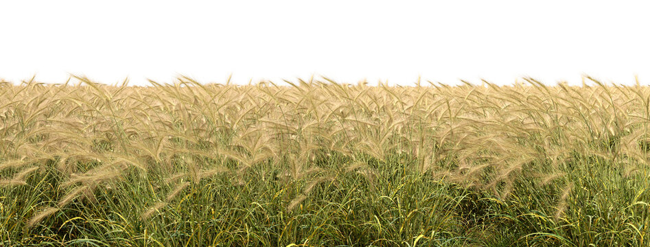 Furry feather grass dense land on transparent background 3d illustrations png