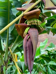 Growing bananas © Kornelia