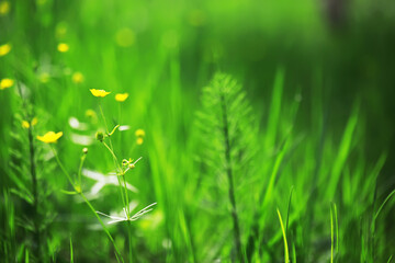 Naklejka premium Vibrant Green Grass Field with Delicate Yellow Flowers in Natural Sunlight