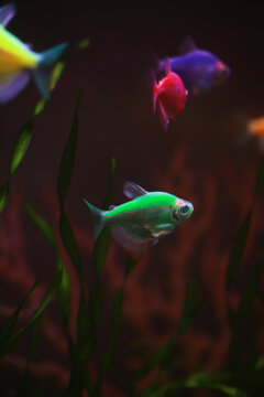 Colorful Aquarium Fish Among Green Plants in a Dark Underwater Scene
