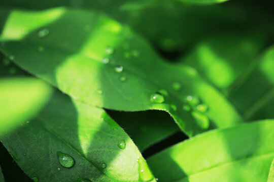 Close-Up of Fresh Green Leaves with Water Droplets in Natural Sunlight