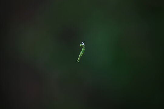 Tiny Green Caterpillar Hanging Mid-Air Against a Dark Green Background
