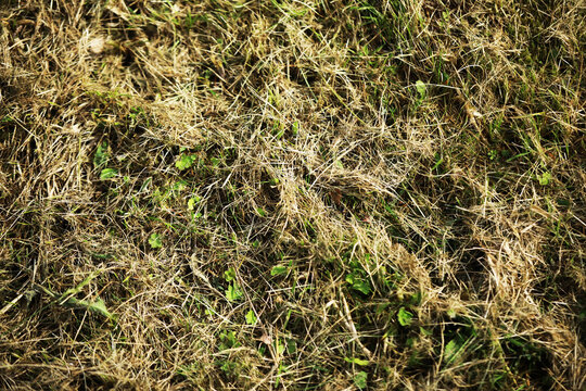 Close-Up of Dry Grass Texture with Sporadic Green Patches in Sunlit Field
