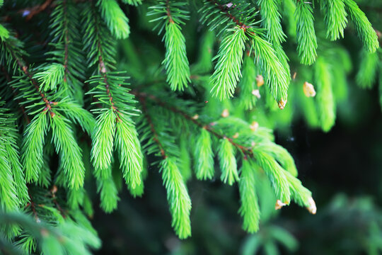 Close-Up of Vibrant Green Pine Tree Branches with Lush Needles in Natural Sunlight