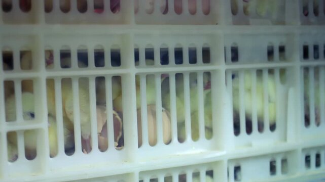Yellow chicks plastic transport crates poultry farm. Closeup hatchery birds pan.