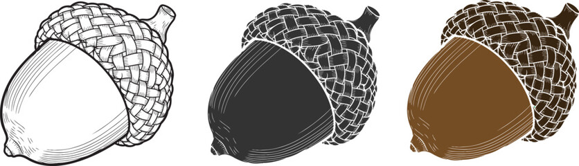 Set of vintage handdrawn acorn illustrations with different color styles for design © SMNABIBUR