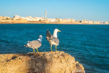Photo of two seagulls on rock next to the Atlantic ocean on coastline of Cadiz © rastkobelic