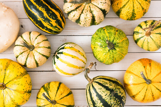 Top view of various colorful decorative mini pumpkins and ornamental gourds on white wooden planks. Flat lay autumn harvest composition with striped and speckled squashes for Thanksgiving holiday.