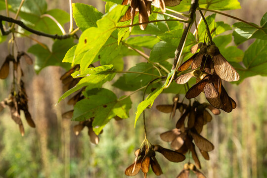 Trees display their seeds hanging from branches in a forest setting during daylight