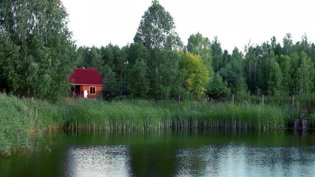Red wooden cabin lake shore birch pine forest. Summer countryside pond reeds.