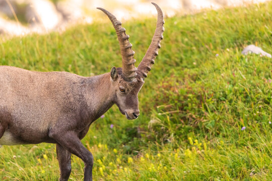 Steinbock - Allg&auml;u - Oberstdorf - Alpen - H&ouml;rner