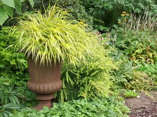 Hakonechloa macra 'Aureola' © Winfried Rusch