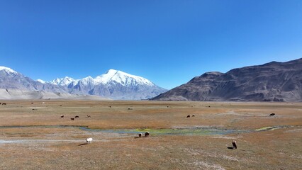 Naklejka premium vast grassland with snow mountains under blue sky in pamir plateau