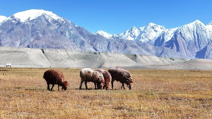 Naklejka premium Sheep grazing on the grassland with snow mountains in Pamir Plateau