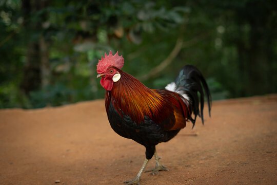 Colorful rooster standing on dirt path with green foliage in background