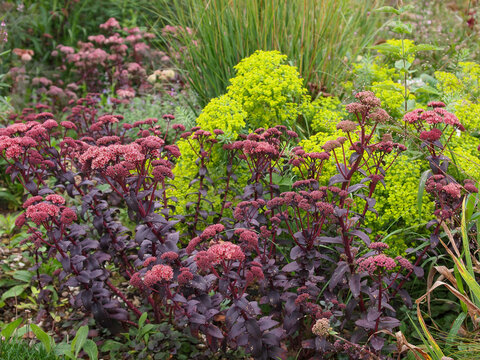 Sedum 'Matrona' und Euphorbia