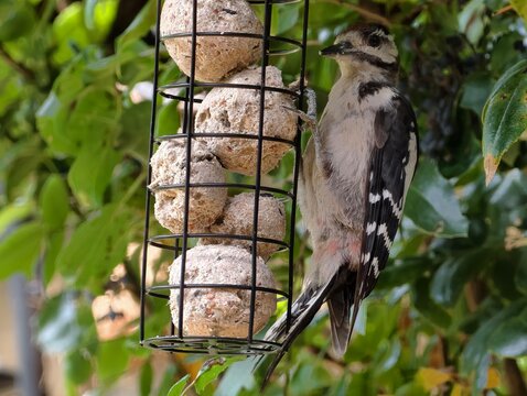 Woodpecker clinging to a hanging feeder filled with fat balls