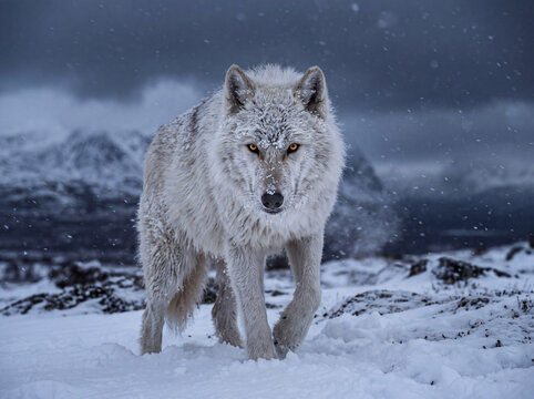 Arctic wolf snow covered fur fierce gaze wolf Arctic wolf snow winter wilderness predator fur cold landscape
