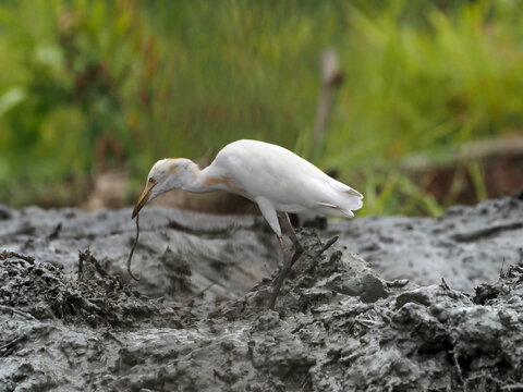 Cattle Egret (Bubulcus ibis) feeding and capturing an earthworm in a muddy wetland ecosystem, demonstrating predatory behavior and trophic interaction in avian ecology