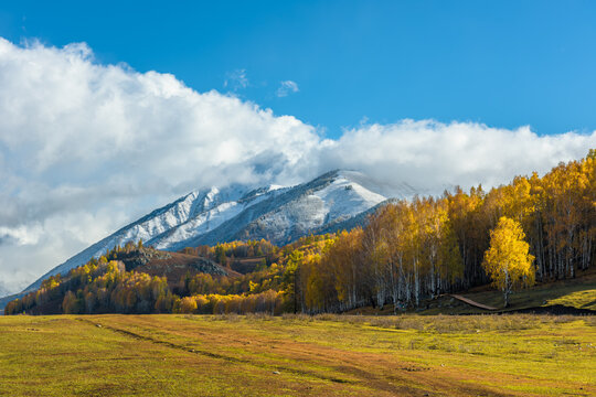 Golden birch forest and snowy mountains under dramatic clouds in autumn in northern Xinjiang China