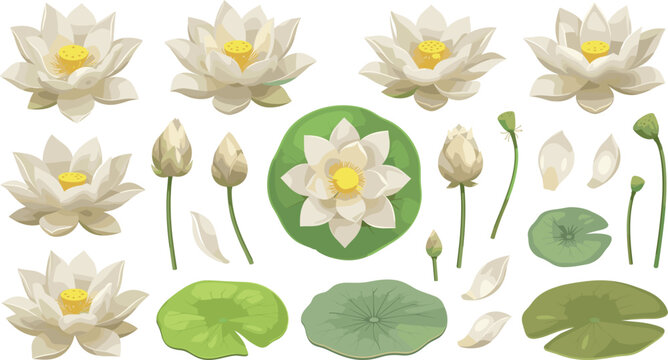 Beautiful white lotus flower vector illustration mega set with blooming water lilies green lilypads buds and loose petals
