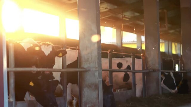 Holstein cows feeding barn stalls golden sunset. Cattle livestock farm interior.
