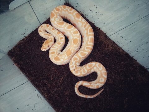 An albino python snake with distinctive cream and orange patterns coiled on dark brown substrate inside a reptile enclosure. The overhead view highlights its unique coloration
