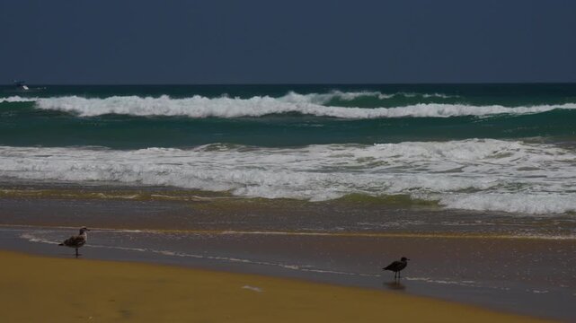 Two seagulls standing on the sand looking for crabs