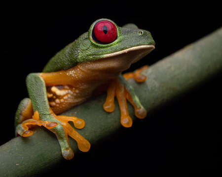 Red-Eyed Tree Frog Perched on Green Vine in Dark Background
