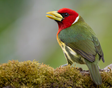Male Red-Headed Barbet (Eubucco bourcierii) Perched on Mossy Branch