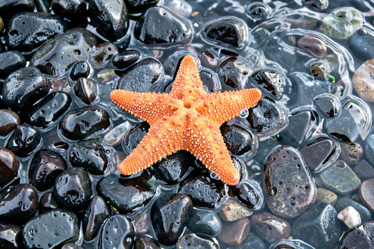 Close-up of an orange sea star on wet black pebbles by a tide pool