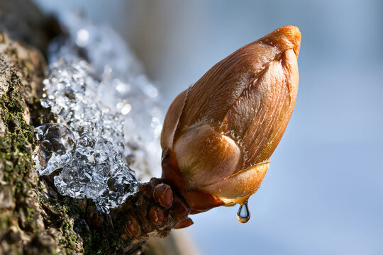 In the spring, a bud has just been revealed.