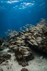 Large school of yellowfin goatfish swimming over coral reef under bright surface light in ocean. © PIPE DIVE UNDERWATER