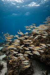Large school of yellowfin goatfish swimming over coral reef under bright surface light in ocean. © PIPE DIVE UNDERWATER